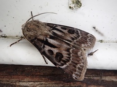 Agrotis exclamationis