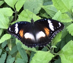 Hypolimnas bolina