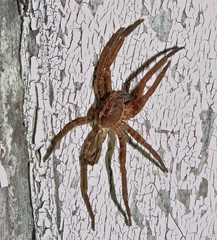 Centroctenus brevipes