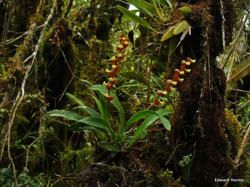 Oncidium galianoi