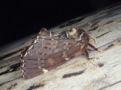 Odontosia marumoi