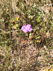 Agalinis setacea