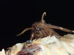 Odontosia marumoi
