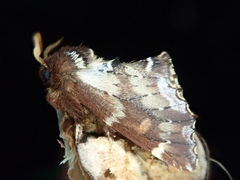 Odontosia marumoi