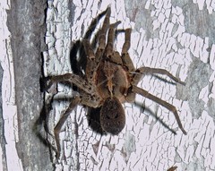 Centroctenus brevipes