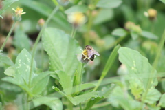 Apis mellifera