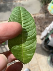 Aloysia citrodora