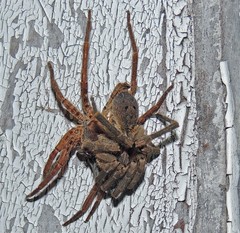 Centroctenus brevipes