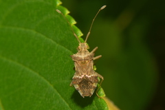 Cletomorpha