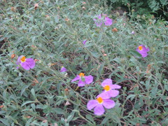 Cistus tauricus