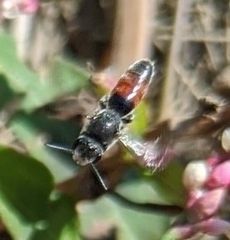 Sphecodes davisii