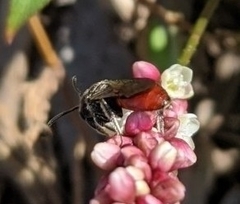 Sphecodes davisii