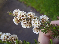 Taxandria juniperina