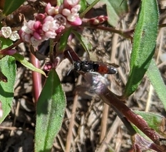 Sphecodes davisii