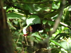 Euploea phaenareta