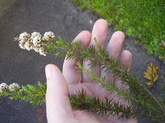 Taxandria juniperina