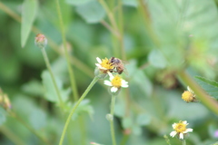 Apis mellifera