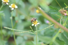 Apis mellifera