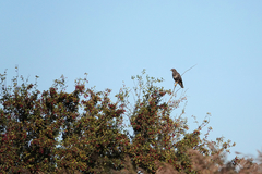 Buteo buteo