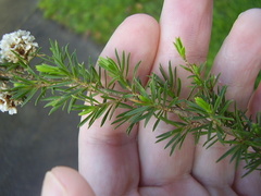 Taxandria juniperina