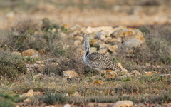 Chlamydotis undulata