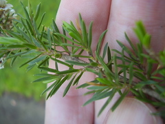 Taxandria juniperina