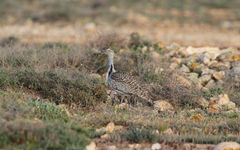 Chlamydotis undulata