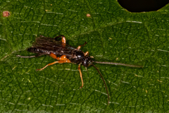 Pimpla pedalis