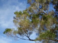 Taxandria juniperina