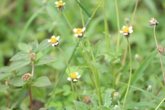 Tridax procumbens