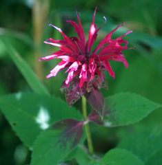 Monarda media