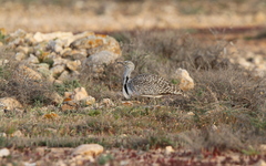 Chlamydotis undulata