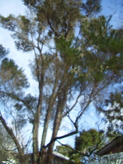 Taxandria juniperina