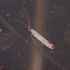 Coleophora striatipennella