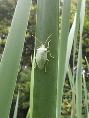 Chlorocoris rufopictus
