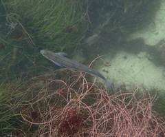 Atherinops affinis