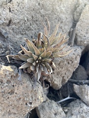 Dudleya cultrata
