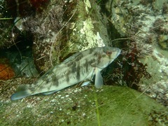 Paralabrax nebulifer