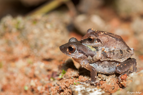 Pseudophilautus amboli