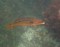 Halichoeres semicinctus