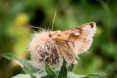 Autographa aemula
