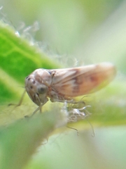 Agalliini