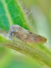 Agalliini