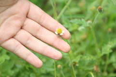 Tridax procumbens