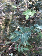 Berberis swaseyi