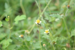 Tridax procumbens