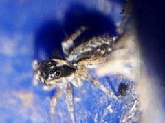 Maeota dichrura