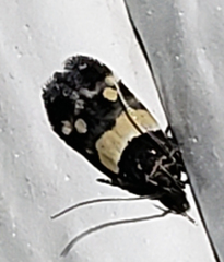 Triclonella determinatella