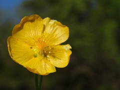 Allowissadula holosericea