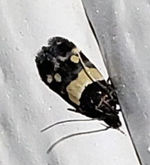 Triclonella determinatella